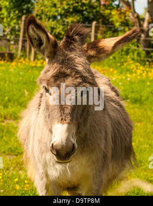 Mule in a Field in sunny day Stock Photo