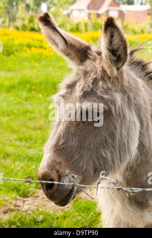 Donkey in a Field in sunny day Stock Photo