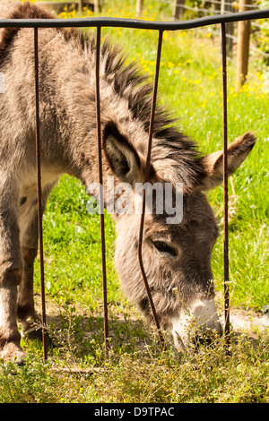 Donkey in a Field in sunny day Stock Photo