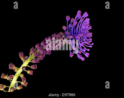 Leopoldia comosa Muscari comosum wild flower Tassel Hyacinth Stock Photo