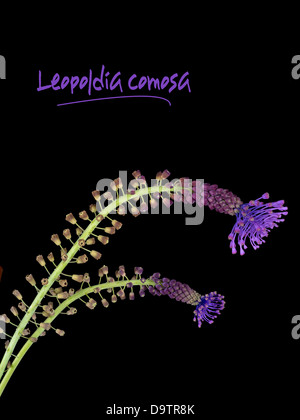 Leopoldia comosa aka Muscari comosum aka Tassel Hyacinth Stock Photo