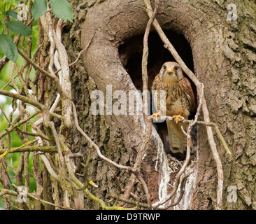 Wild Female Kestrel, Falco tinnunculus perched outside nest Stock Photo