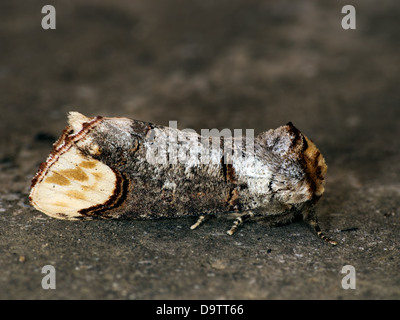 Buff-tip moth - Phalera bucephala Stock Photo