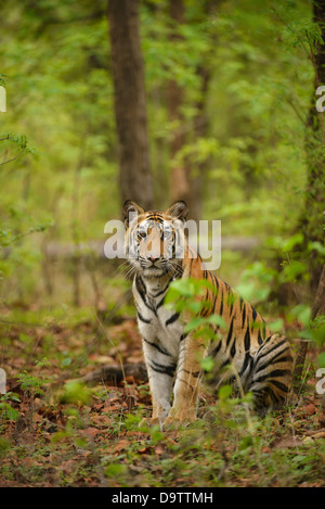 Portrait of Bengal Tiger, 1 year old, sitting in front of white ...