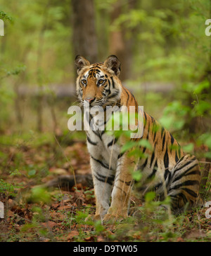 2-year-old Bengal tiger cub in the greening forest of Bandhavgarh Tiger Reserve, India, after the first rains of June. Stock Photo