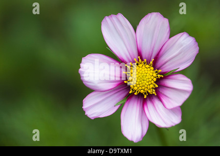 Cosmos bipinnatus 'Candy stripe' flower. Stock Photo