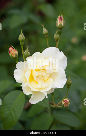 Close up of a pale cream / yellow rose against a blurred background Stock Photo