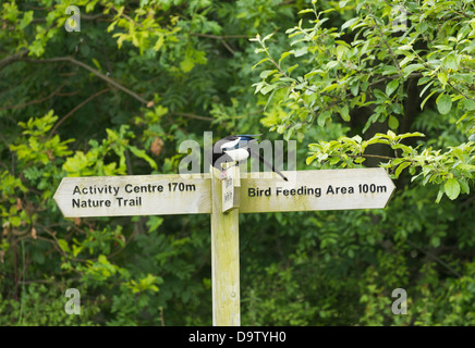 Magpie feeding on small rodent on signpost at Cowpen Bewley Woodland Park near Billingham, Cleveland, Stock Photo