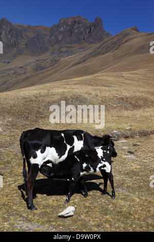 Friesian or Holstein cow feeding calf on hillside near Ollantaytambo , Sacred Valley , Peru Stock Photo