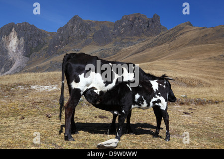Friesian or Holstein cow feeding calf on hillside near Ollantaytambo , Sacred Valley , Peru Stock Photo