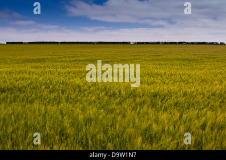 A field of barley swaying in the wind in June in the Uk Stock Photo