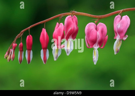 Bleeding Heart, close up Stock Photo