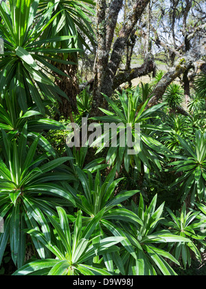 Giant Lobelia (Lobelia bambuseti) in Aberdare National Park, Kenya, Africa. Stock Photo