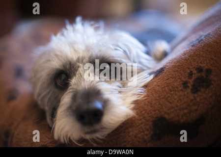 Poogle , Beagle/poodle, rescue dog named Nigel Stock Photo