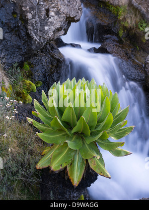Giant Groundsel or Dendrosenecio (senecio keniodendron) in the Mount Kenya National Park, Kenya. Stock Photo