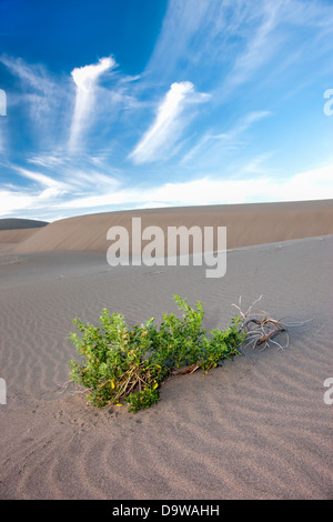 Lone plant in the sand at Bruneau Dunes State Park in Idaho. Stock Photo