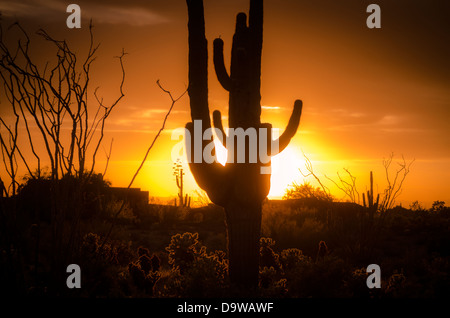 Desert sunset in Scottsdale,AZ, saguaro cactus in foreground. Stock Photo