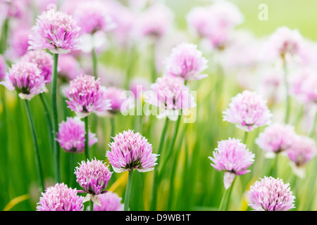 Chive herb flowers on beautiful bokeh background with shallow focus Stock Photo