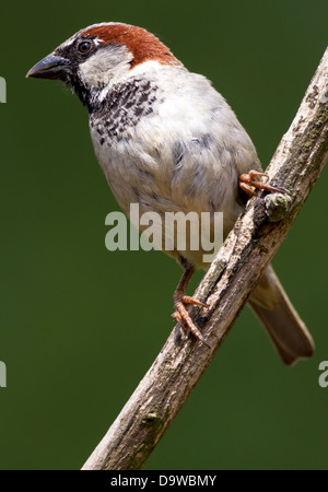 House Sparrow. Passer domesticus (Passeridae) Stock Photo