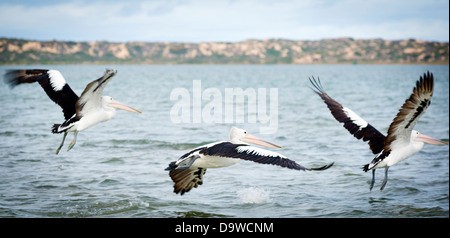 Pelicans in the wild along the Coorong area of South Australia Stock Photo