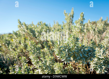 Saltbush, atriplex or orache as it's sometimes known is a common bush in Australia's desert areas Stock Photo