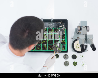 High angle over the shoulder view of a male laboratory technician or scientist checking seedlings in a tray during genetic eng Stock Photo
