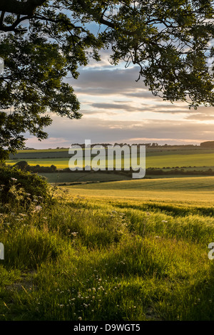 Evening light shines on an ash tree & barley field in early summer near Goodmanham, East Yorkshire, England Stock Photo