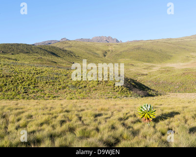 Kenya, Africa, Northeast Mount Kenya National Park. The peaks Batian (5199m) and Nelion in the Mt. Kenya range. Stock Photo