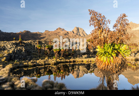 Kenya, Africa, Mount Kenya National Park. Sunrise with the peaks Batian and Nelion with reflection in a mountain lake. Stock Photo