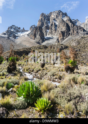 Africa, Kenya. Giant Groundsel and Giant Lobelia in the Mount Kenya ...