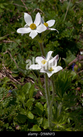Narcissus Flowered Anemone (anemone narcissiflora) Stock Photo