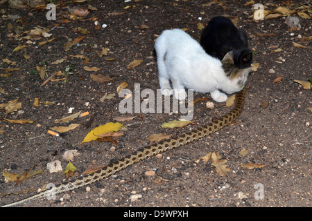 A domestic cat hunting and killing a viper snake Photographed in Israel in June Stock Photo