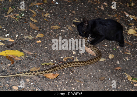 A domestic cat hunting and killing a viper snake Photographed in Israel in June Stock Photo