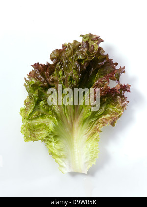red leaf lettuce Stock Photo