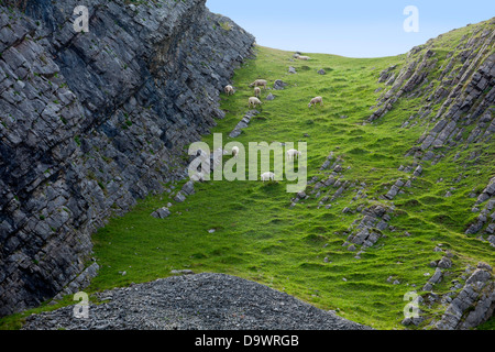 Sheep grazing precariously on a steep slope on the Gower coast, Wales Stock Photo