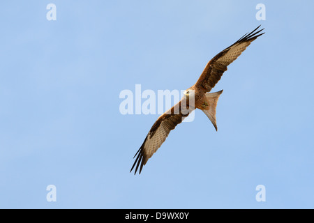 Red Kite (Milvus milvus) flying against blue sky. Stock Photo