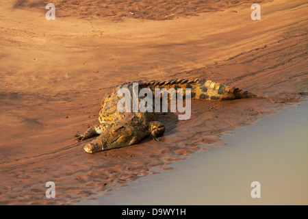 Crocodile (Crocodylus niloticus), Letaba River, Kruger National Park, South Africa Stock Photo