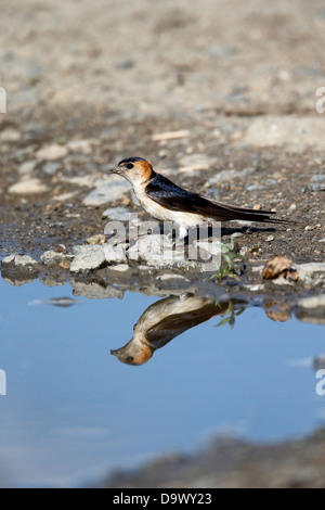 Red-rumped swallow, Hirundo daurica, single bird collecting mud, Bulgaria, May 2013 Stock Photo
