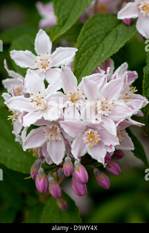 Deutzia Contraste Flowering Shrub Stock Photo