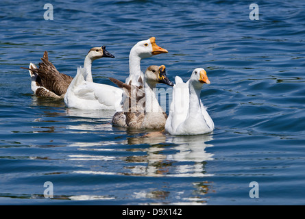 White and Brown Chinese Geese (Anser cygnoides) swimming in the lake