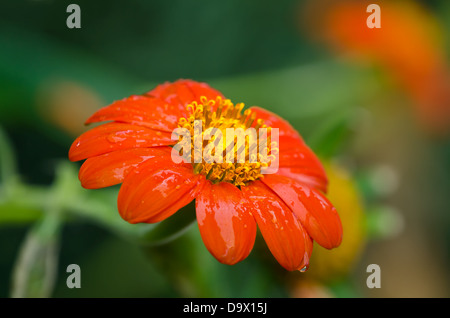 Orange Mexican sunflower (Tithonia rotundifolia) with water droplets against dark green background Stock Photo