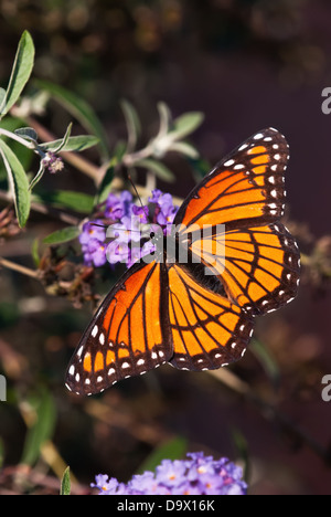 Viceroy butterfly (Limenitis archippus) feeding on purple butterfly bush flowers Stock Photo