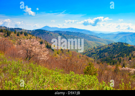 colorful foliage and flowers in great smoky mountains Stock Photo