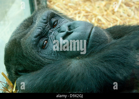 resting female lowland gorilla Stock Photo