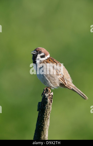 Tree sparrow, Passer montanus, single bird on branch singing, Bulgaria, May 2013 Stock Photo