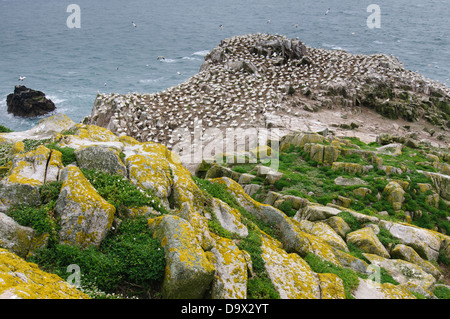 Gannet colony on Saltee Island Great, Ireland Stock Photo