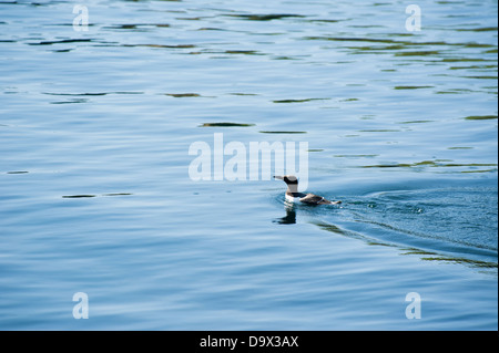 Guillemot, Uria aalge, Skomer, South Pembrokeshire, Wales, United Kingdom Stock Photo
