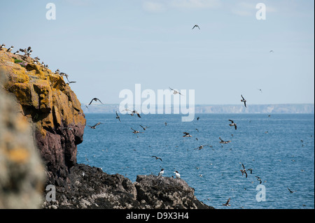 Masses of Puffins in flight, Fratercula arctica, with Guillemots, Uria aalge, Skomer, South Pembrokeshire, Wales, United Kingdom Stock Photo