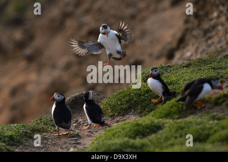 Flying puffin, puffin in flight Stock Photo
