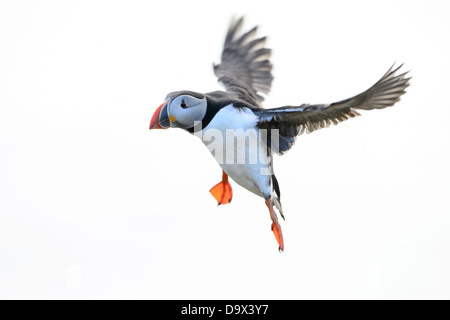 Flying puffin, puffin in flight Stock Photo